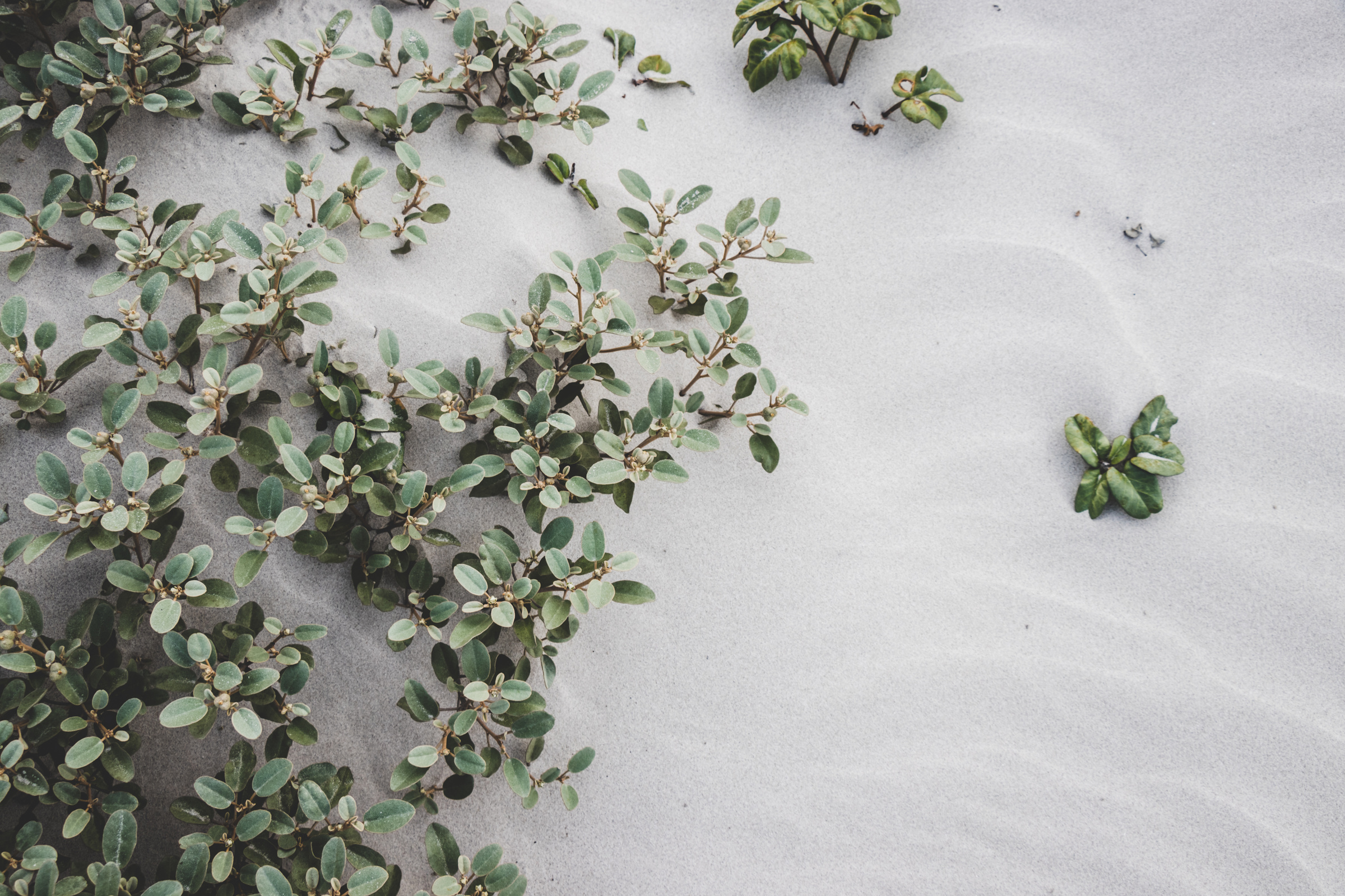 Photo of Plants On Sand